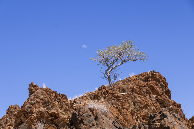 Bushmans Tree with Moon